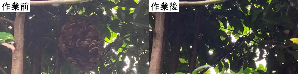 蜂の巣駆除1